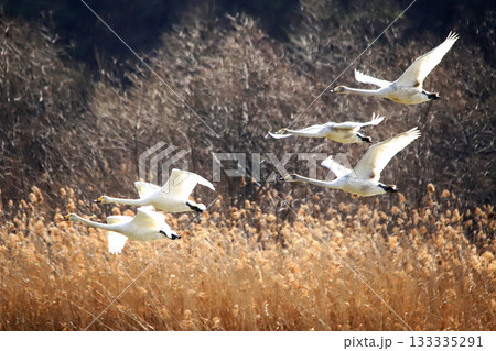 Swans flying over the river. Cheorwon-gun, Korea 133335291
