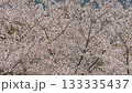満開な桜の花 133335437