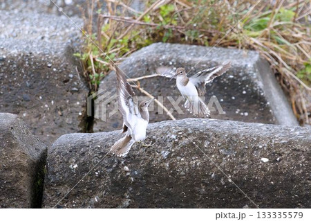 イソシギ 133335579