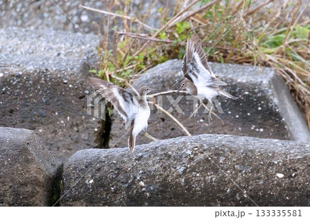イソシギ 133335581