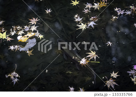 紅葉とイワナ 紅葉とイワナ 133335766