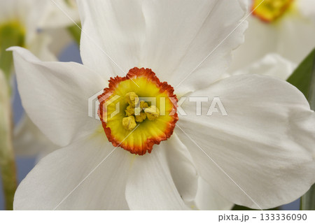 Poets daffodil Poets daffodil 133336090