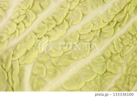 Closeup of Savoy Cabbage Leaf Closeup of Savoy Cabbage Leaf 133336100