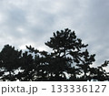 冬空を掴む松 133336127