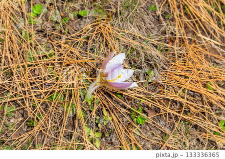 Eastern pasqueflower (Pulsatilla patens), also known as prairie crocus, cutleaf anemone, rock lily Eastern pasqueflower (Pulsatilla patens), also known as prairie crocus, cutleaf anemone, rock lily 133336365