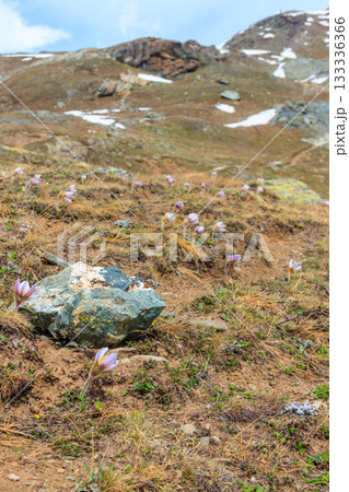 Eastern pasqueflower (Pulsatilla patens), also known as prairie crocus, cutleaf anemone, rock lily 133336366