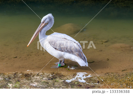 Dalmatian pelican (Pelecanus crispus) swimming in the lake 133336388