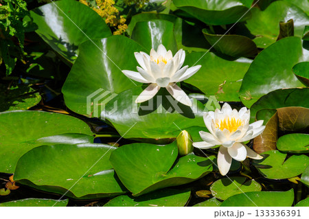 Beautiful water lily (Nymphaea) in a lake Beautiful water lily (Nymphaea) in a lake 133336391