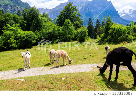 Group of alpacas grazing in green alpine meadow in Switzerland 133336398
