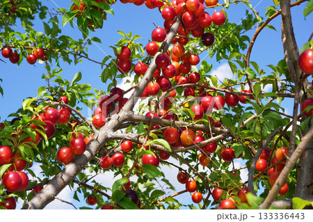 Fresh and organic plum fruits Fresh and organic plum fruits 133336443