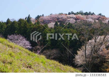 秩父・美の山の桜 秩父・美の山の桜 133336583