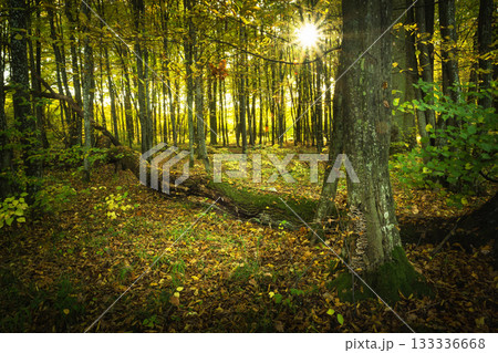 The sun in the autumn forest The sun in the autumn forest 133336668