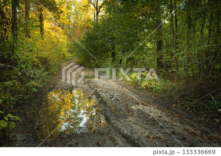 A puddle on the road in the autumn forest 133336669