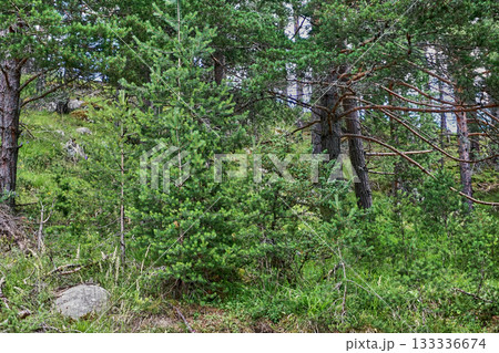 Deep in the green forest 133336674