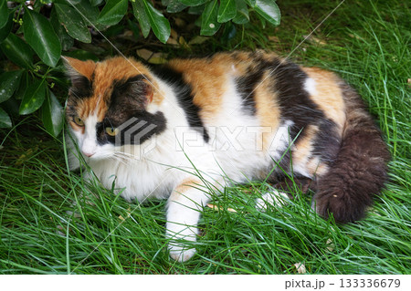 Beautiful cat in near plan Beautiful cat in near plan 133336679