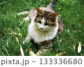 Beautiful cat in near plan 133336680