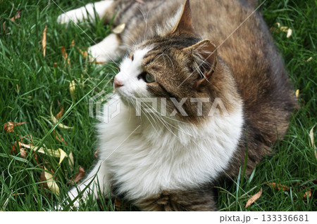 Beautiful cat in near plan 133336681