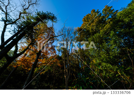 ドライブ途中の公園で見つけた初冬のドラマチックな光景 ドライブ途中の公園で見つけた初冬のドラマチックな光景 133336706
