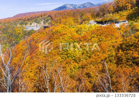 【青森県_八甲田】紅葉と初雪の城ヶ倉渓谷 10月 【青森県_八甲田】紅葉と初雪の城ヶ倉渓谷 10月 133336728