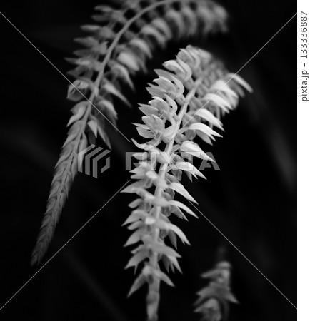 細長い首飾り蘭モノクロ 133336887