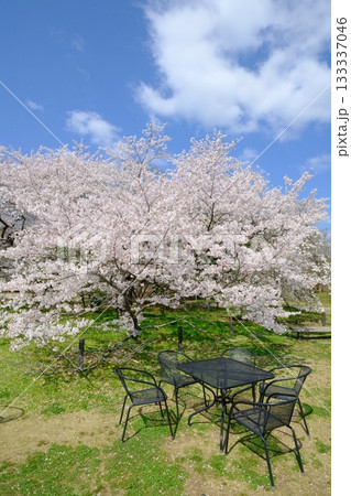 春の公園とベンチとテーブル 133337046