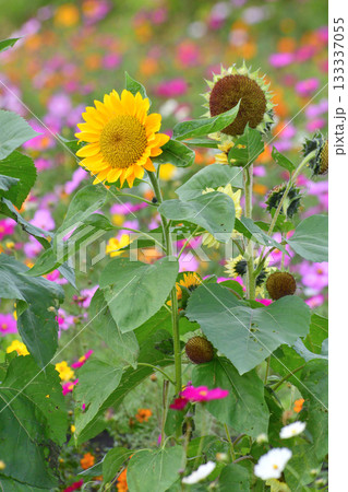 植物・ヒマワリ キク科 植物・ヒマワリ キク科 133337055