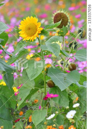 植物・ヒマワリ　キク科 133337056