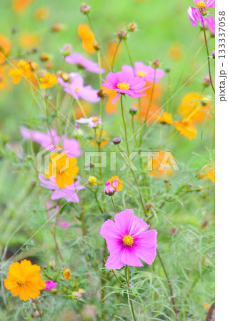 植物・コスモス　キク科 133337058