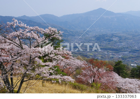 秩父・美の山の桜と武甲山の遠望 秩父・美の山の桜と武甲山の遠望 133337063