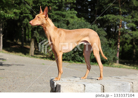 Amazing dog Pharaoh Hound in summer 133337104
