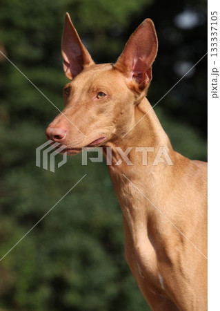 Amazing dog Pharaoh Hound in summer Amazing dog Pharaoh Hound in summer 133337105