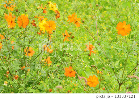 植物・コスモス キク科 植物・コスモス キク科 133337121