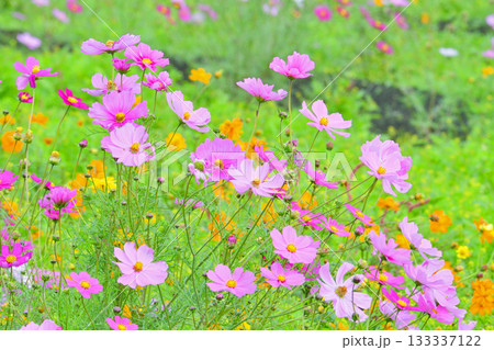植物・コスモス　キク科 133337122
