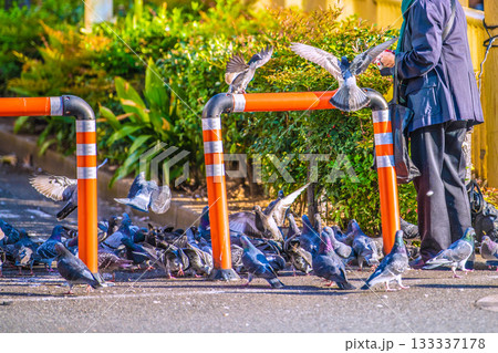 日本の東京都市景観 高田馬場駅前でハトに餌やりをする高齢の女性や群がるハトなどを望む 133337178