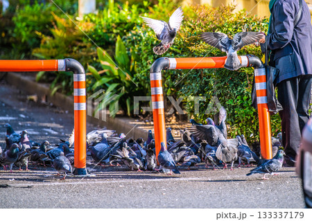 日本の東京都市景観 高田馬場駅前でハトに餌やりをする高齢の女性や群がるハトなどを望む 133337179