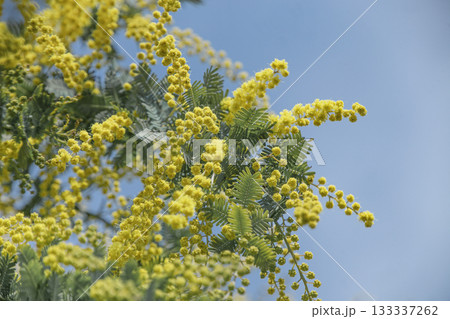 春の青空とミモザの黄色い花 133337262