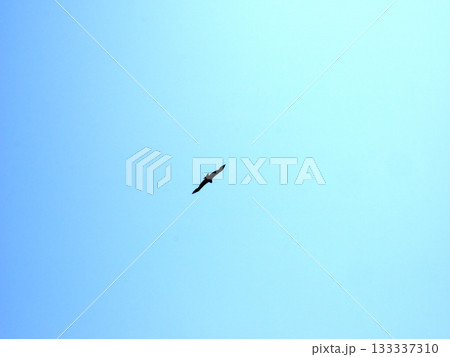 空を飛ぶトビ 133337310