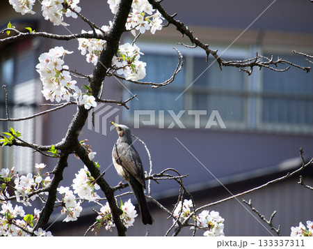 桜の木にとまるヒヨドリ 133337311