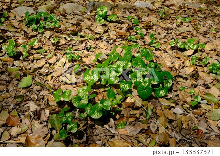 葵祭で使われるフタバアオイの畑 133337321