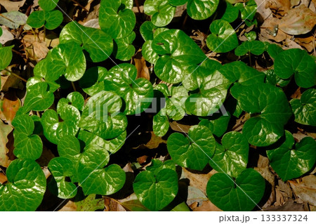 葵祭で使われるフタバアオイの畑 133337324