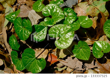 葵祭で使われるフタバアオイの畑 133337325