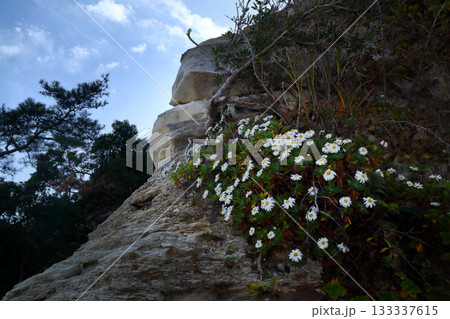 ロマンチック茨城(太平洋の波に削られた岩肌に、浜菊が咲いていた。)日立市、東滑川海浜緑地公園 ロマンチック茨城(太平洋の波に削られた岩肌に、浜菊が咲いていた。)日立市、東滑川海浜緑地公園 133337615