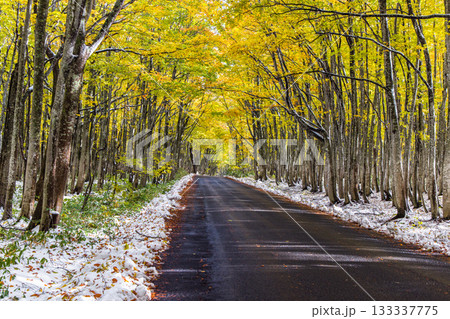 【青森県_八甲田】紅葉と初雪の十和田ゴールドライン ブナ街道 10月 【青森県_八甲田】紅葉と初雪の十和田ゴールドライン ブナ街道 10月 133337775