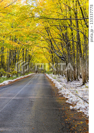 【青森県_八甲田】紅葉と初雪の十和田ゴールドライン ブナ街道 10月 【青森県_八甲田】紅葉と初雪の十和田ゴールドライン ブナ街道 10月 133337778