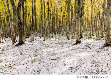 【青森県_八甲田】紅葉と初雪の十和田ゴールドライン ブナ街道 10月 133337786