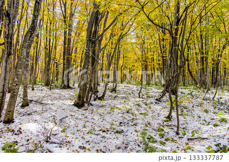 【青森県_八甲田】紅葉と初雪の十和田ゴールドライン ブナ街道 10月 【青森県_八甲田】紅葉と初雪の十和田ゴールドライン ブナ街道 10月 133337787