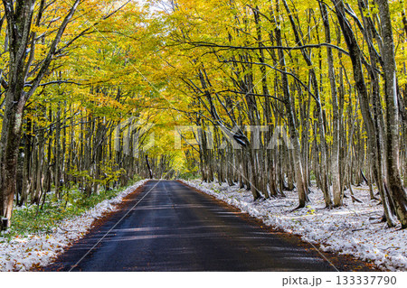 【青森県_八甲田】紅葉と初雪の十和田ゴールドライン ブナ街道 10月 【青森県_八甲田】紅葉と初雪の十和田ゴールドライン ブナ街道 10月 133337790