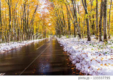 【青森県_八甲田】紅葉と初雪の十和田ゴールドライン ブナ街道 10月 【青森県_八甲田】紅葉と初雪の十和田ゴールドライン ブナ街道 10月 133337795