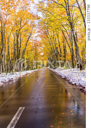 【青森県_八甲田】紅葉と初雪の十和田ゴールドライン ブナ街道 10月 【青森県_八甲田】紅葉と初雪の十和田ゴールドライン ブナ街道 10月 133337796