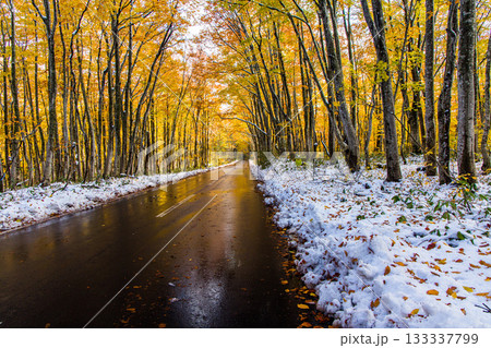 【青森県_八甲田】紅葉と初雪の十和田ゴールドライン ブナ街道 10月 【青森県_八甲田】紅葉と初雪の十和田ゴールドライン ブナ街道 10月 133337799